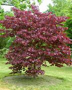 Image result for Cercis canadensis Forest Pansy