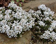 Image result for Iberis saxatilis Pygmaea