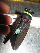 Image result for Giant Cicada Bugs