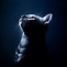 Image result for Galaxy Cat 1080
