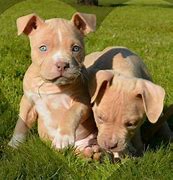 Image result for American Pit Bull Baby