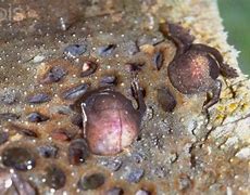 Image result for Trypophobia Frog