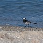 Image result for Black and White Bird One for Sorrow