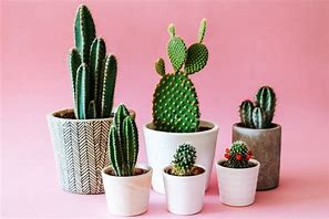Image result for Cactus Size