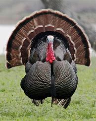 Image result for Grand Slam Turkey Hunting