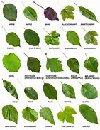 Image result for Identifying Apple Tree Leaves