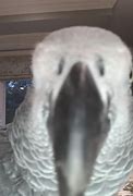 Image result for Bird On FaceTime