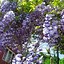 Image result for Perennial Flowering Vines Bloom All Summer for Trellis