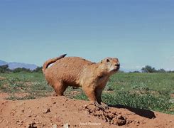 Image result for Prairie Dog Plant