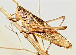 Image result for Cricket Insect Flight