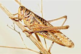 Image result for Simple Cricket Insect