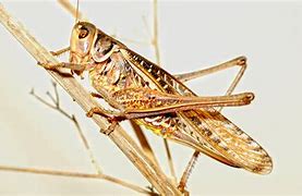 Image result for Cricket Insect