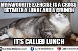 Image result for Cute Fat Cat Memes