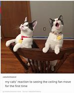 Image result for News Cat Laugh Meme