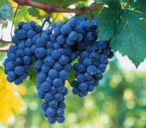 Image result for Fusee Syrah