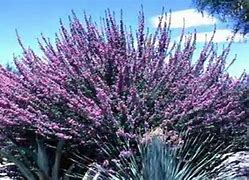 Image result for Arizona Desert Plant Guide