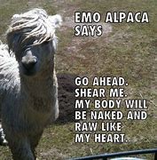 Image result for Emo Alpaca Meme