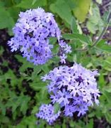 Image result for Verbena Boughton House