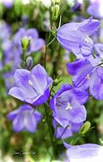 Image result for Purple Bell Flower Photography Ideas