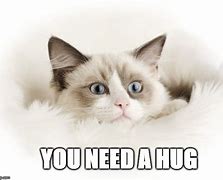 Image result for Cat Giving Hug Meme