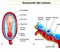 Image result for celoma
