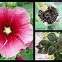 Image result for Alcea rosea red shades