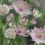 Image result for Astrantia major Buckland