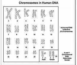 Image result for 23 Chromosomes Human Body