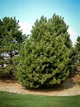 Image result for Austrian Black Pine