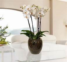 orchidea vaso trasparente mauro abati fiorista web orchidea in vaso di vetro orchidea vaso trasparente mauro abati fiorista web orchidea in vaso di vetro