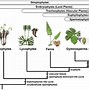 Image result for Sporophyte Life Cycle