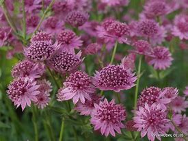 Image result for Astrantia major Roma