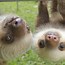 Image result for 2 Sloths