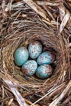 Image result for Wren Bird Nest