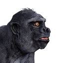 Image result for Pet Gorilla