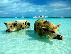 Image result for Swimming with Pigs Bahamas