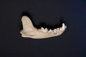 Image result for Bobcat Jawbone