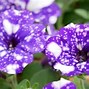 Image result for PETUNIA ANTIQUE ROSE