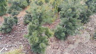 Image result for Pinus parviflora Ryu-ju