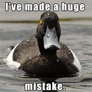 Image result for Cool Duck Meme