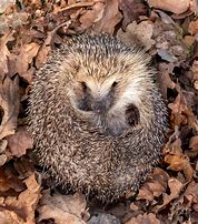 Image result for Hedgehog Life Cycle Diagram