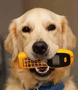 Image result for Dog Phone Call