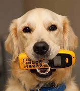 Image result for Dog On Phone Pic