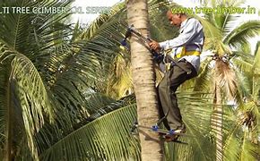 Image result for Coconut Tree Climber