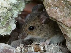 Image result for Small Field Mouse
