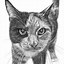 Image result for Cats Pencil Drawings Small