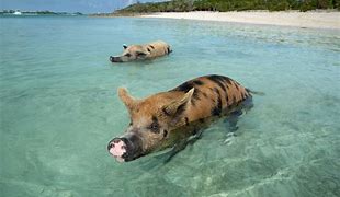 Image result for Exuma Pigs Happy
