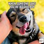 Image result for Pictures of Funny Dog Memes