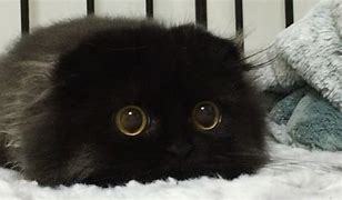 Image result for Big Eyed Black Cat Meme