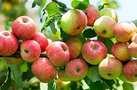 Image result for Dwarf Honeycrisp Apple Tree
